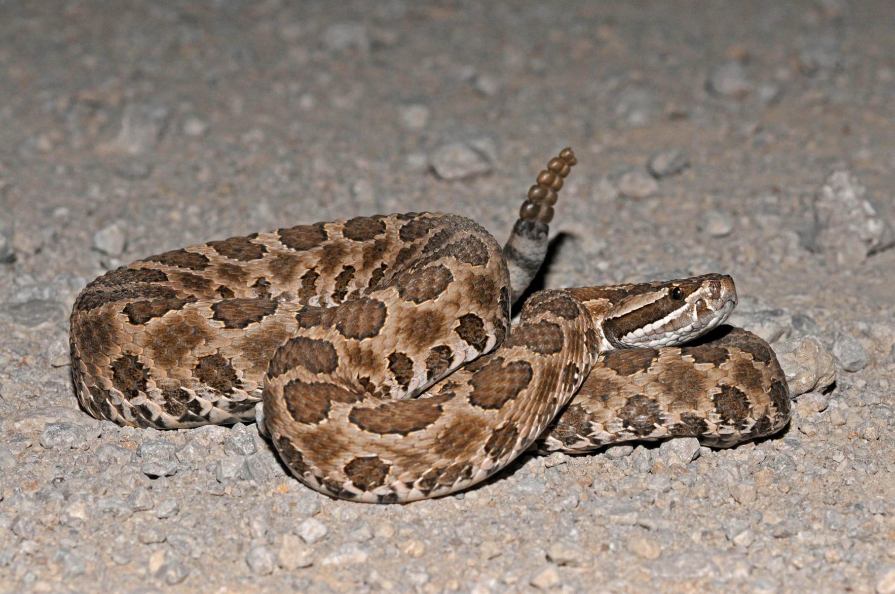 venomous snakes